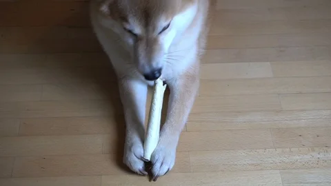 Cute dog lying on the floor and playing with toy bone, Shiba Inu, close-up Stock Footage 101354073