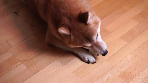 Cute dog lying on the floor and playing with toy bone, Shiba Inu, close-up Stock Footage 101354097