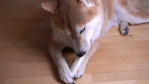Cute dog lying on the floor and playing with toy bone, Shiba Inu, close-up Stock Footage 101354148