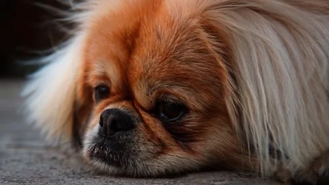 Cute dog lying on the floor close up Stock Footage 265928867