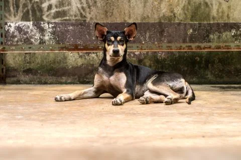 Cute dog lying on floor Stock Photos