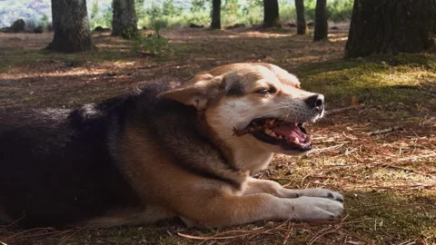 Cute Dog Lying on Forest Floor Chewing Wooden Branch in Nature Vídeos de archivo 346390333