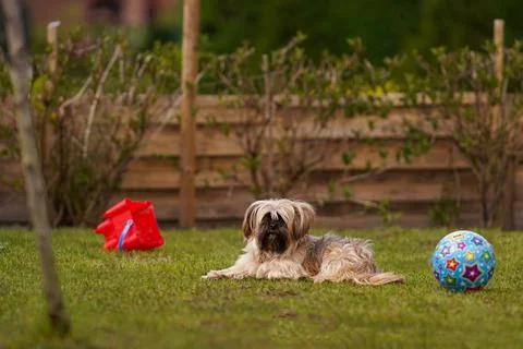 Cute dog lying on the grass in the backyard. A dog is the best gift for a chi Foto stock
