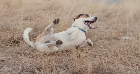 Cute dog lying on grass Stock Footage 120142273