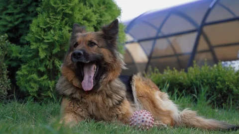 Cute dog lying on the grass Stock Footage 129274721