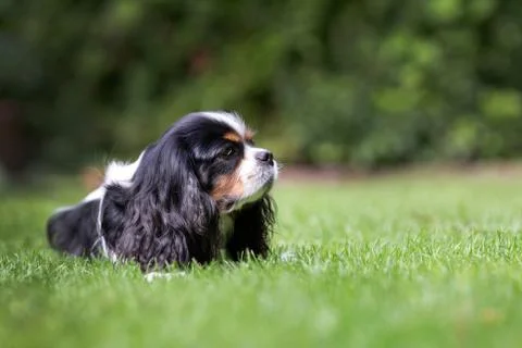 Cute dog lying on the grass Stock Photos