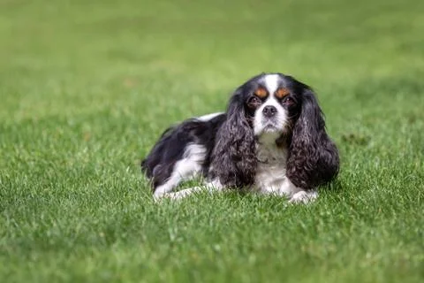 Cute dog lying on the grass Stock Photos