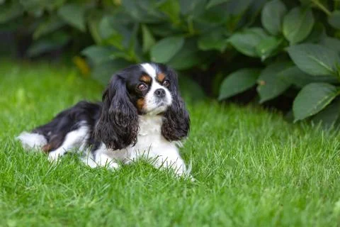Cute dog lying on the grass Foto stock