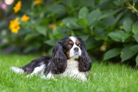 Cute dog lying on the grass Stock Photos