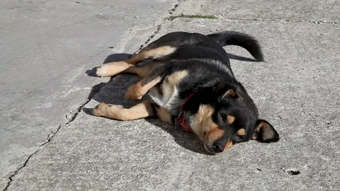 Cute Dog lying on the ground wagging his tail Vidéo 99093840