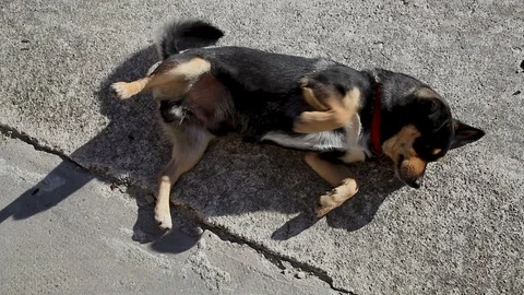 Cute dog lying on the ground wagging his tail and runs away Vidéo 99094125