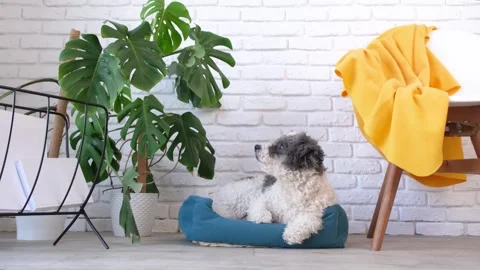 Cute dog lying in pet bed in cozy light living room interior Stock Footage 254000238