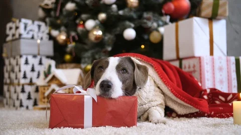 Cute Dog Lying On Red Gift Box Waiting For Christmas Celebration Video stock 98144093