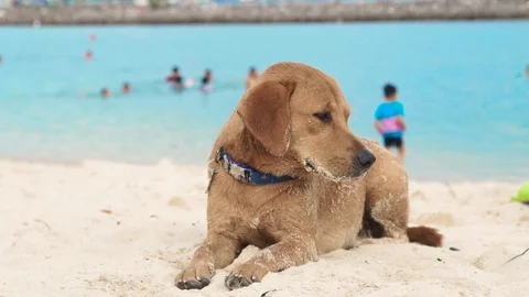 Cute dog lying on sandy beach on sea background. Tired dog drowsing and wants to Video stock 91817974