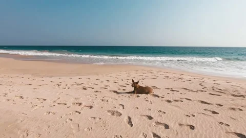 Cute dog lying on a sandy beach and looking at the camera Stock Footage 135298507