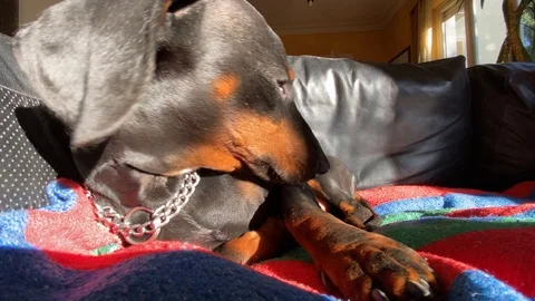 Cute Dog Lying on the Sofa, Close Up Stock Footage 124371297