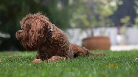 Cute dog lying in sun looking around Stockbeeldmateriaal 170590876