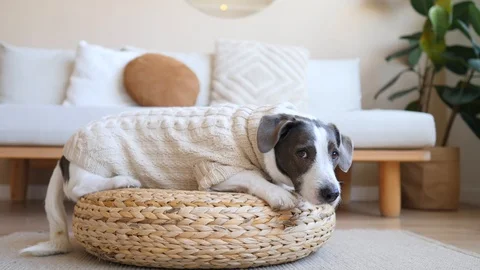 Cute Dog Lying On Wicker Stool At Home Wearing Knitted Sweater 스톡 동영상 106564189