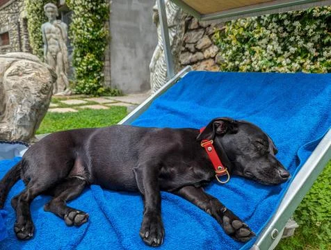 Cute dog makes himself comfortable on the sun lounger Cute dog makes himse... Stock Photos