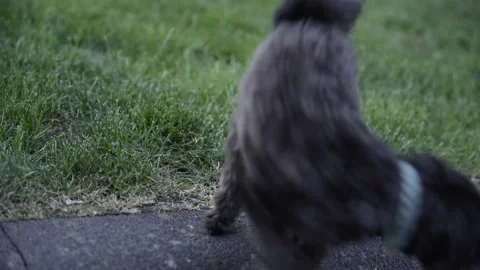 Cute dog making a poo and sniffing it afterwards Video stock 197083030