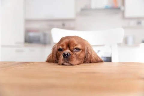 Cute dog napping behind the kitchen table Stock Photos