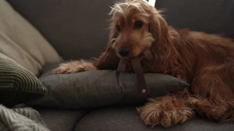 Cute dog nibbles on the collar while lying on the couch Stock Footage 169042978