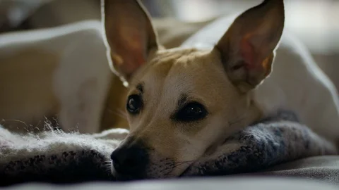 Cute dog opens eyes Stock Footage 127299845