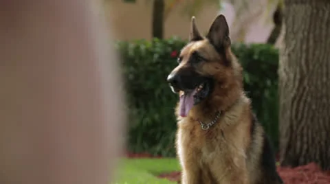 Cute Dog Panting Stock Footage 27125398