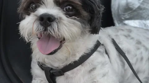 Cute Dog Panting Vídeos de archivo 67295681