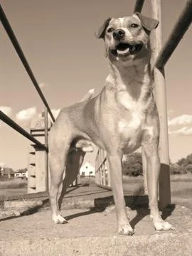 Cute dog Stock Photos