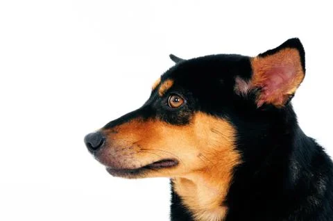 Cute dog Stock Photos