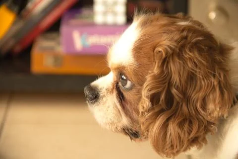 Cute Dog Stock Photos