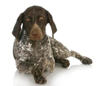 Cute dog Stock Photos
