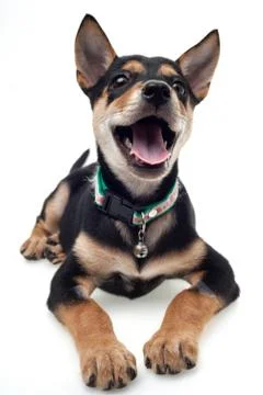 Cute dog Stock Photos