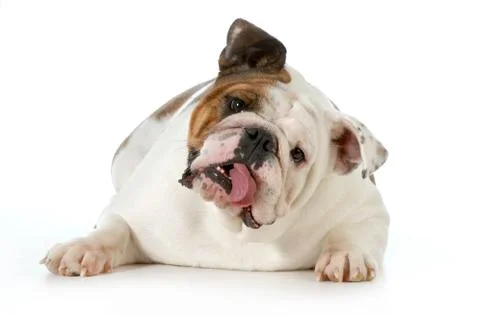 Cute dog Stock Photos