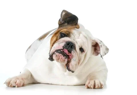 Cute dog Stock Photos