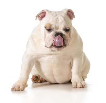 Cute dog Stock Photos