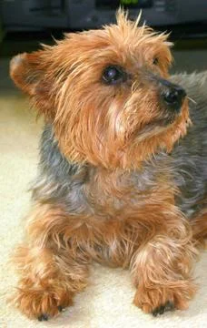 Cute dog Stock Photos