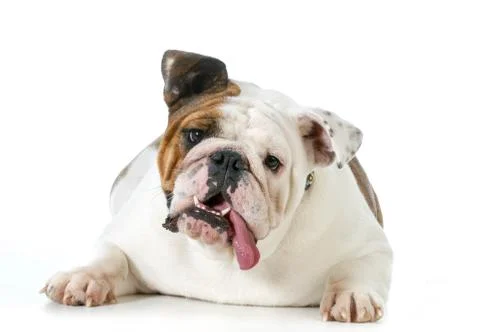 Cute dog Stock Photos