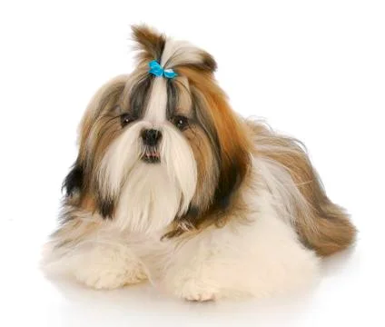 Cute dog Stock Photos