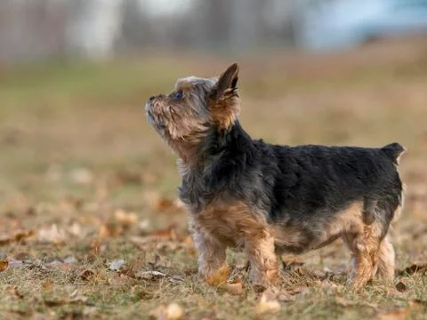 Cute Dog Stock-Fotos