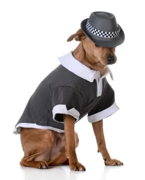 Cute dog Stock Photos