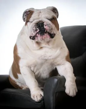 Cute dog Foto stock