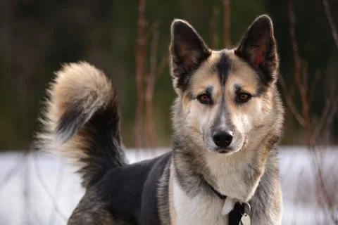 Cute dog Photos