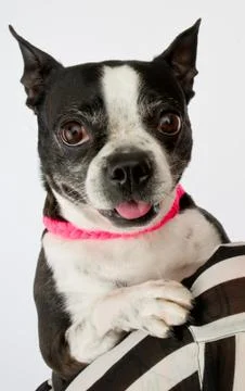Cute Dog Stock Photos