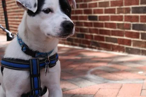 Cute Dog Stock Photos