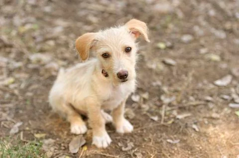 Cute Dog Stock Photos