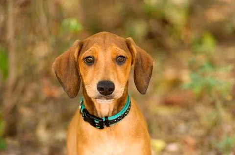Cute Dog Stock Photos