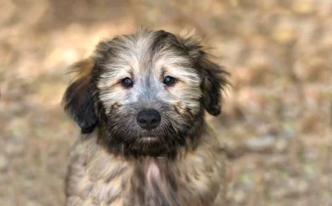 Cute Dog Stock Photos