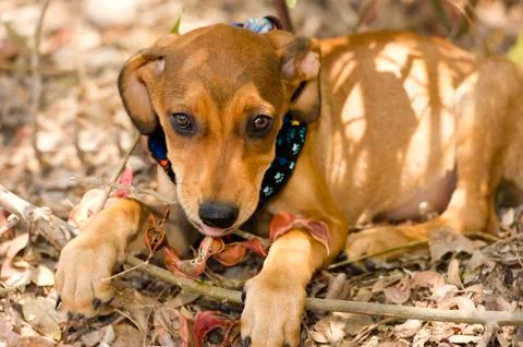 Cute Dog Stock Photos